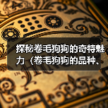 探秘卷毛狗狗的奇特魅力(卷毛狗狗的品种、特点及饲养技巧)(图2) 探秘卷毛狗狗的奇特魅力(卷毛狗狗的品种、特点及饲养技巧)(图2)