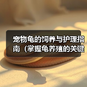 宠物龟的饲养与护理指南（掌握龟养殖的关键技巧，让你的宠物龟健康成长）（图3）