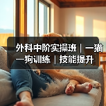 外科中阶实操班|一猫一狗训练|技能提升(图4) 外科中阶实操班|一猫一狗训练|技能提升(图4)