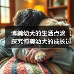 博美幼犬的生活点滴（探究博美幼犬的成长过程，分享日常养护技巧）（图3）