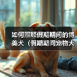 如何照顾假期期间的博美犬（假期期间宠物犬的饮食、运动、训练和安全等问题）（图1）