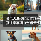 金毛犬洗澡的最佳频率及注意事项（金毛犬洗澡的时间间隔和洗澡前后的护理方法）（图2）