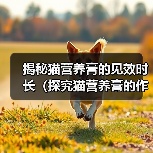 揭秘猫营养膏的见效时长（探究猫营养膏的作用和效果，了解宠物猫所需的摄入时间）（图4）