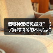 选哪种宠物兔最好?(了解宠物兔的不同品种,选择最适合自己的小伙伴)(图4) 选哪种宠物兔最好?(了解宠物兔的不同品种,选择最适合自己的小伙伴)(图4)