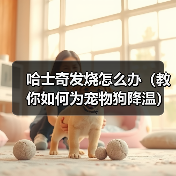 哈士奇发烧怎么办(教你如何为宠物狗降温)(图1) 哈士奇发烧怎么办(教你如何为宠物狗降温)(图1)