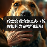 哈士奇发烧怎么办(教你如何为宠物狗降温)(图3) 哈士奇发烧怎么办(教你如何为宠物狗降温)(图3)