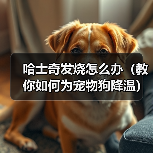 哈士奇发烧怎么办(教你如何为宠物狗降温)(图2) 哈士奇发烧怎么办(教你如何为宠物狗降温)(图2)