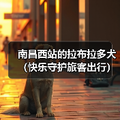 南昌西站的拉布拉多犬(快乐守护旅客出行)(图1) 南昌西站的拉布拉多犬(快乐守护旅客出行)(图1)