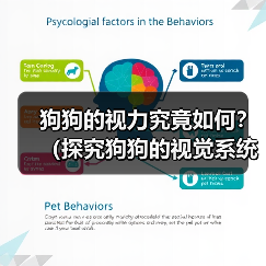 狗狗的视力究竟如何?(探究狗狗的视觉系统与常见视力问题)(图1) 狗狗的视力究竟如何?(探究狗狗的视觉系统与常见视力问题)(图1)