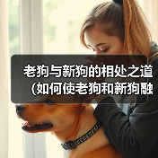 老狗与新狗的相处之道(如何使老狗和新狗融洽相处)(图1) 老狗与新狗的相处之道(如何使老狗和新狗融洽相处)(图1)