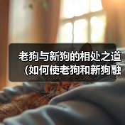 老狗与新狗的相处之道(如何使老狗和新狗融洽相处)(图3) 老狗与新狗的相处之道(如何使老狗和新狗融洽相处)(图3)