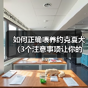 如何正确喂养约克夏犬（3个注意事项让你的约克夏犬健康快乐）（图1）