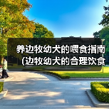 养边牧幼犬的喂食指南（边牧幼犬的合理饮食安排及注意事项）（图4）