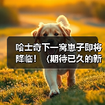 哈士奇下一窝崽子即将降临！（期待已久的新生命，给家庭带来无限欢乐。）（图2）