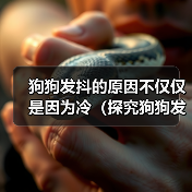 狗狗发抖的原因不仅仅是因为冷(探究狗狗发抖的多种原因,了解如何保持宠物的健康和安全)(图2) 狗狗发抖的原因不仅仅是因为冷(探究狗狗发抖的多种原因,了解如何保持宠物的健康和安全)(图2)
