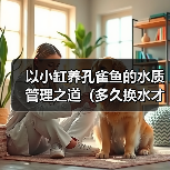以小缸养孔雀鱼的水质管理之道(多久换水才能让孔雀鱼健康成长?)(图1) 以小缸养孔雀鱼的水质管理之道(多久换水才能让孔雀鱼健康成长?)(图1)