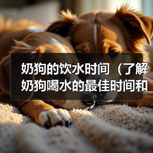 奶狗的饮水时间（了解奶狗喝水的最佳时间和频率）（图1）