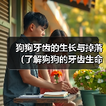 狗狗牙齿的生长与掉落（了解狗狗的牙齿生命周期及掉牙过程）（图4）