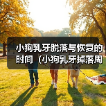 小狗乳牙脱落与恢复的时间(小狗乳牙掉落周期及新牙生长速度)(图3) 小狗乳牙脱落与恢复的时间(小狗乳牙掉落周期及新牙生长速度)(图3)