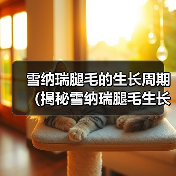 雪纳瑞腿毛的生长周期(揭秘雪纳瑞腿毛生长的时间和因素)(图4) 雪纳瑞腿毛的生长周期(揭秘雪纳瑞腿毛生长的时间和因素)(图4)
