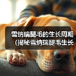 雪纳瑞腿毛的生长周期(揭秘雪纳瑞腿毛生长的时间和因素)(图2) 雪纳瑞腿毛的生长周期(揭秘雪纳瑞腿毛生长的时间和因素)(图2)
