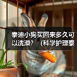 泰迪小狗买回来多久可以洗澡?(科学护理泰迪宝宝,洗澡时间一丝不差)(图4) 泰迪小狗买回来多久可以洗澡?(科学护理泰迪宝宝,洗澡时间一丝不差)(图4)