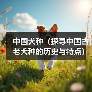 中国犬种(探寻中国古老犬种的历史与特点)(图1) 中国犬种(探寻中国古老犬种的历史与特点)(图1)