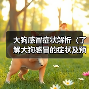 大狗感冒症状解析(了解大狗感冒的症状及预防措施)(图1) 大狗感冒症状解析(了解大狗感冒的症状及预防措施)(图1)