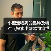 小型宠物狗的品种及特点（探索小型宠物狗世界，选择适合你的伴侣）（图3）
