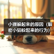 小猫躲起来的原因（解密小猫躲起来的行为）（图4）