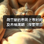 荷兰猪的市场上市时间及养殖周期(探索荷兰猪饲养时间的关键因素)(图4) 荷兰猪的市场上市时间及养殖周期(探索荷兰猪饲养时间的关键因素)(图4)