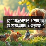 荷兰猪的市场上市时间及养殖周期(探索荷兰猪饲养时间的关键因素)(图2) 荷兰猪的市场上市时间及养殖周期(探索荷兰猪饲养时间的关键因素)(图2)