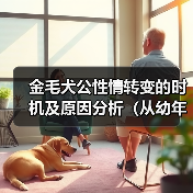 金毛犬公性情转变的时机及原因分析(从幼年到成年)(图2) 金毛犬公性情转变的时机及原因分析(从幼年到成年)(图2)