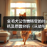 金毛犬公性情转变的时机及原因分析(从幼年到成年)(图4) 金毛犬公性情转变的时机及原因分析(从幼年到成年)(图4)