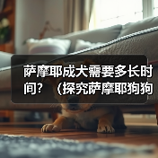萨摩耶成犬需要多长时间?(探究萨摩耶狗狗的成长周期及关键因素)(图1) 萨摩耶成犬需要多长时间?(探究萨摩耶狗狗的成长周期及关键因素)(图1)