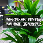 探究体积最小的狗的品种和特征(揭秘世界上最小体型狗的品种、特点及饲养注意事项)(图1) 探究体积最小的狗的品种和特征(揭秘世界上最小体型狗的品种、特点及饲养注意事项)(图1)