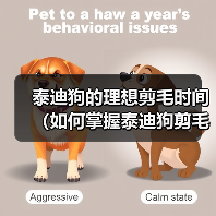 泰迪狗的理想剪毛时间(如何掌握泰迪狗剪毛的最佳时机)(图3) 泰迪狗的理想剪毛时间(如何掌握泰迪狗剪毛的最佳时机)(图3)