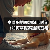 泰迪狗的理想剪毛时间(如何掌握泰迪狗剪毛的最佳时机)(图1) 泰迪狗的理想剪毛时间(如何掌握泰迪狗剪毛的最佳时机)(图1)