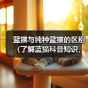 蓝猫与纯种蓝猫的区别(了解蓝猫科普知识,从头探寻不一样的蓝猫世界)(图1) 蓝猫与纯种蓝猫的区别(了解蓝猫科普知识,从头探寻不一样的蓝猫世界)(图1)