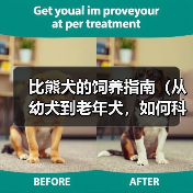比熊犬的饲养指南（从幼犬到老年犬，如何科学照顾你的比熊宝贝）（图1）
