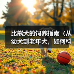 比熊犬的饲养指南（从幼犬到老年犬，如何科学照顾你的比熊宝贝）（图4）