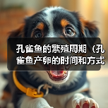 孔雀鱼的繁殖周期（孔雀鱼产卵的时间和方式）（图3）