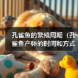 孔雀鱼的繁殖周期（孔雀鱼产卵的时间和方式）（图2）