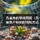 孔雀鱼的繁殖周期（孔雀鱼产卵的时间和方式）（图4）