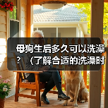 母狗生后多久可以洗澡？（了解合适的洗澡时间对母狗的重要性）（图2）