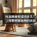柯基挑食能坚持多久？（探索柯基独特的体能和毅力，揭示它们的持久之道）（图4）